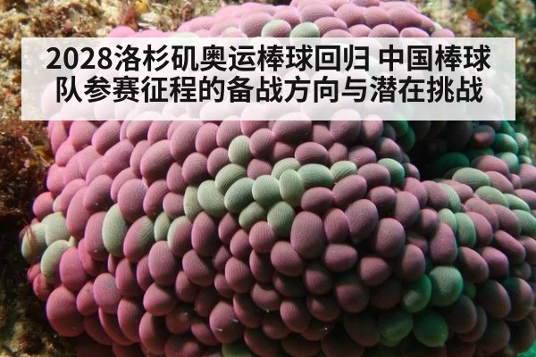 2028洛杉矶奥运棒球回归 中国棒球队参赛征程的备战方向与潜在挑战